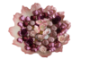 Rose Reverie